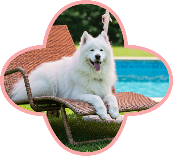 calm dog at boutique pet resort in Pinecrest Miami